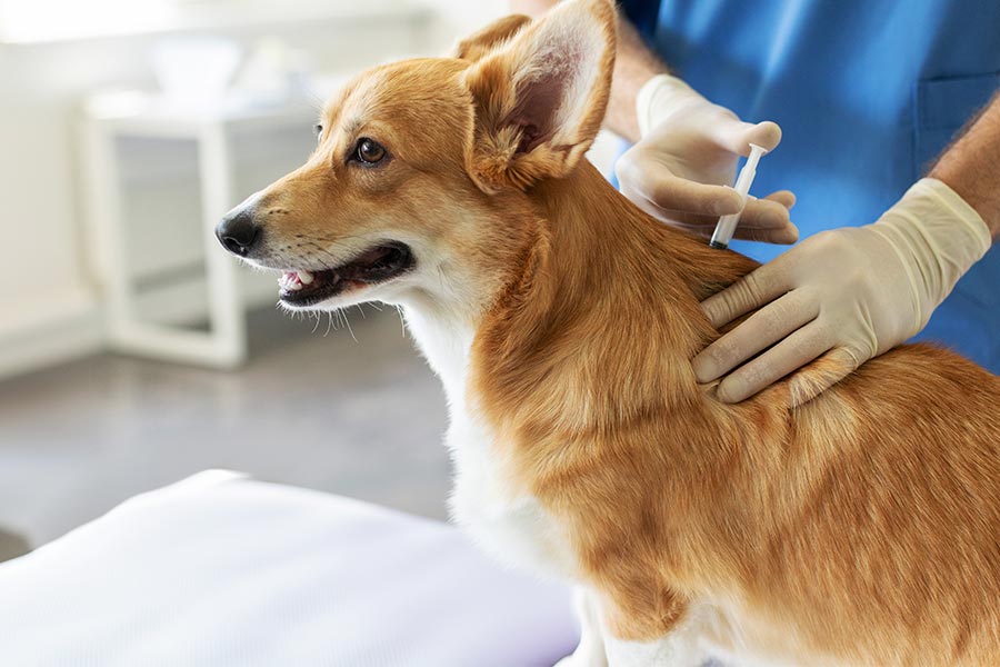 処置を受ける犬の写真