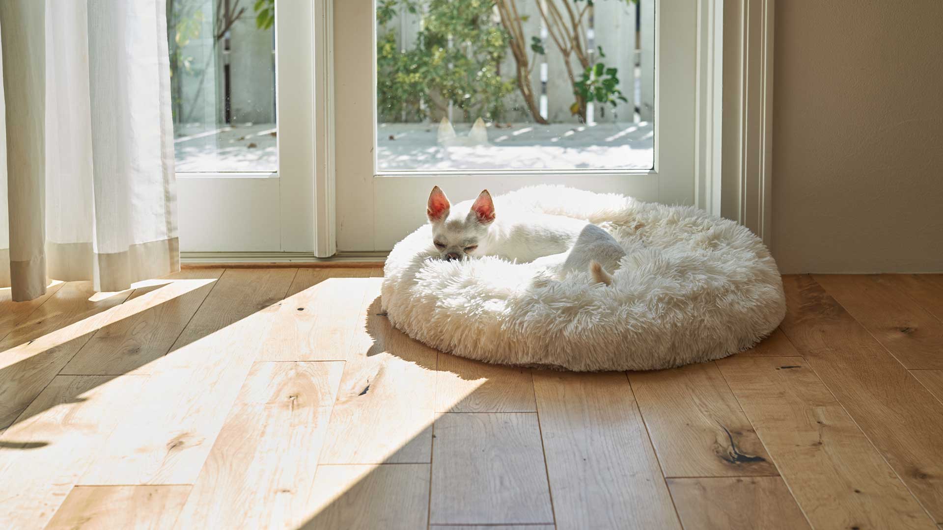 老犬のひなたぼっこする様子