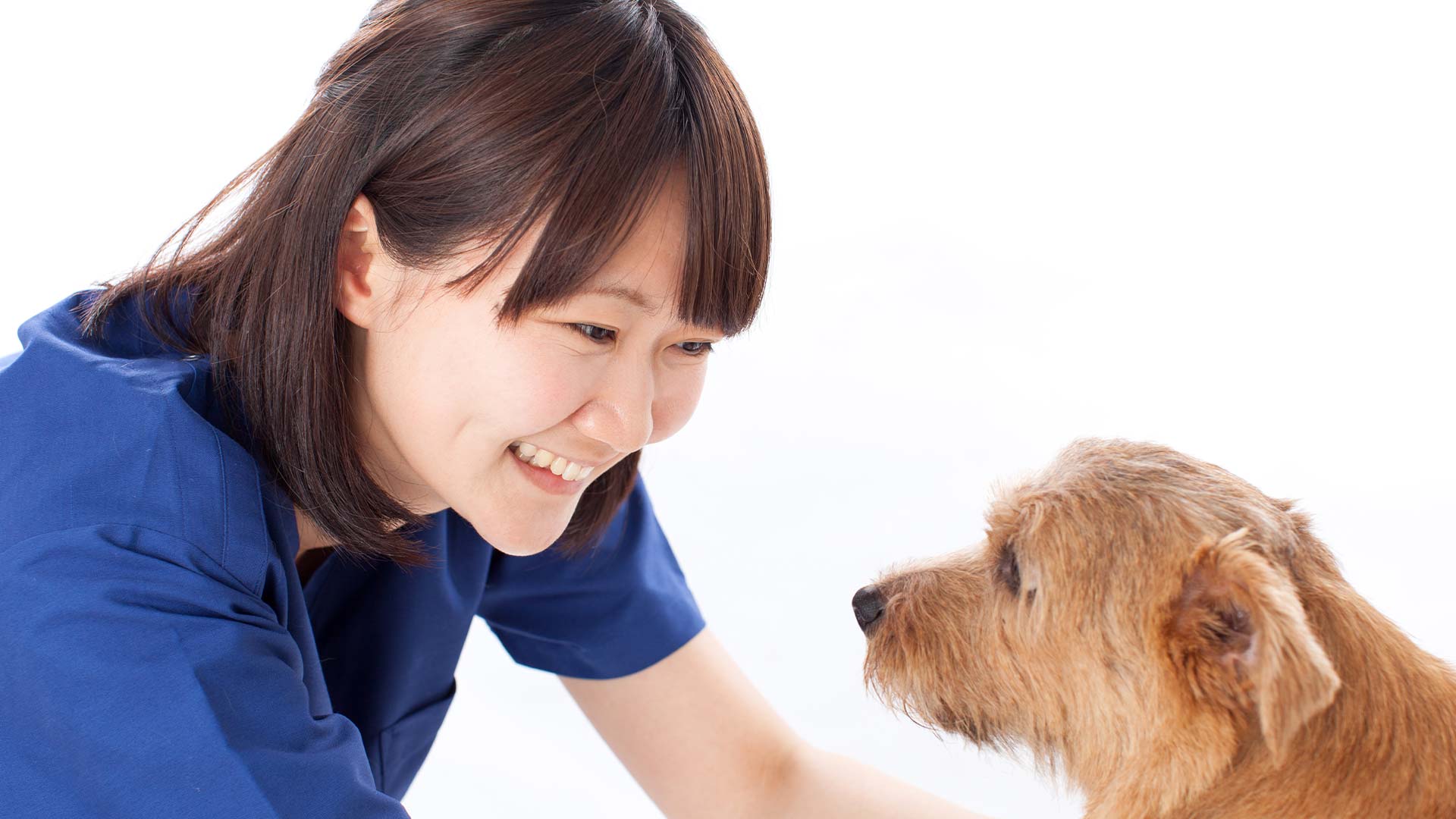 犬とまっすぐ向き合うスタッフのイメージ