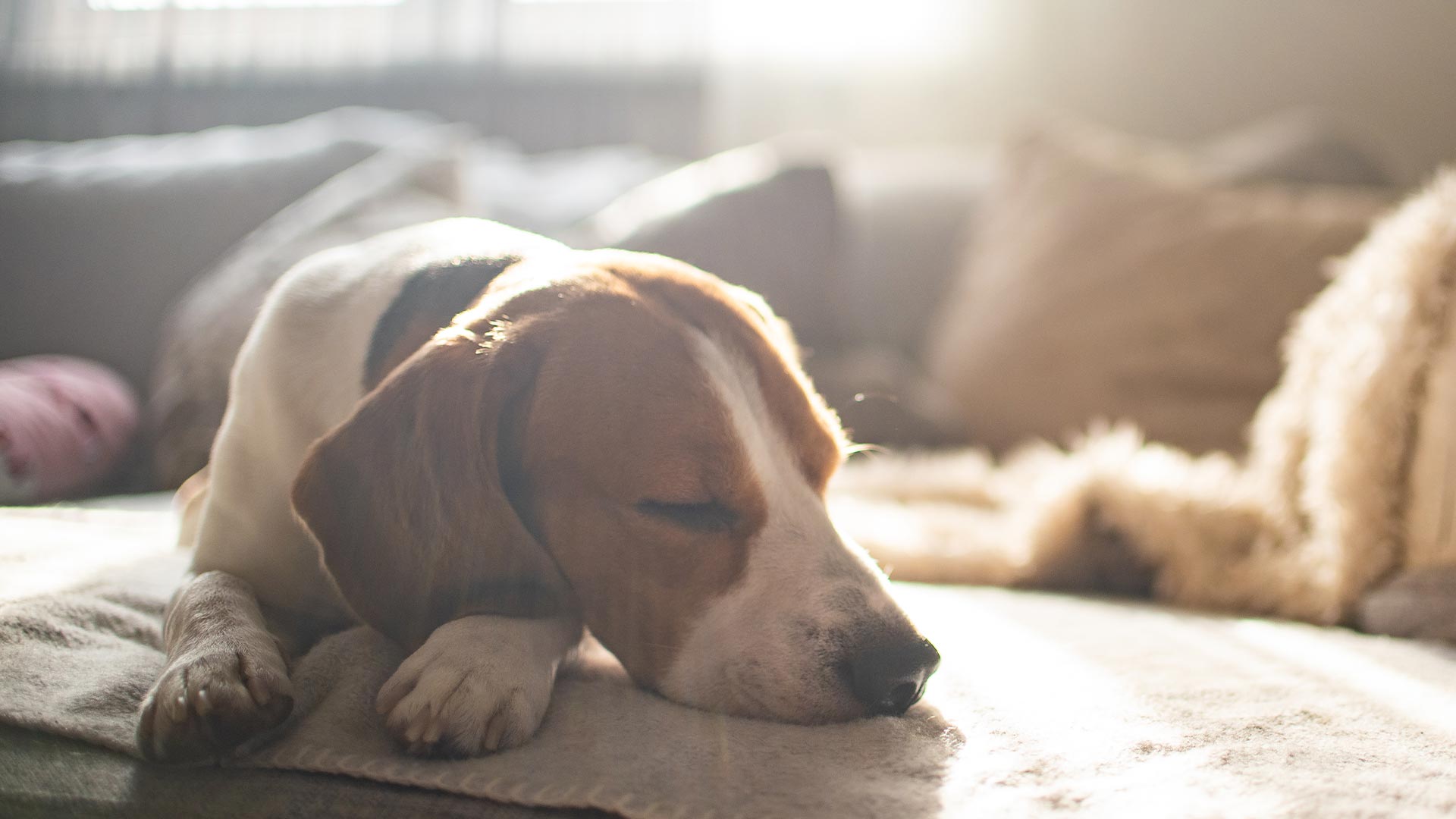 おだやかな犬の寝姿