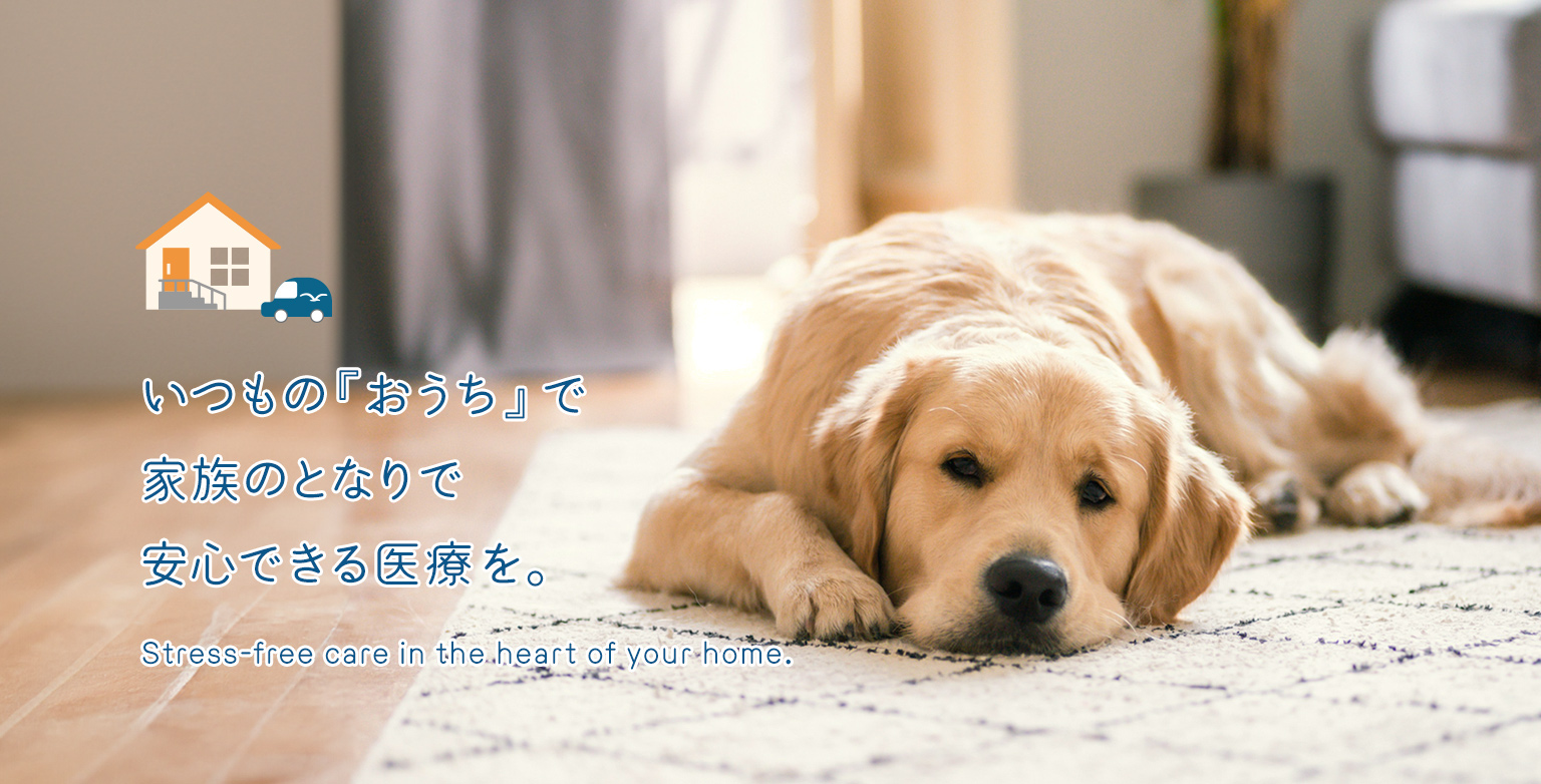 いつものおうちで家族の隣で安心できる医療をお届けします。往診専門のかもめ往診ペットクリニック。